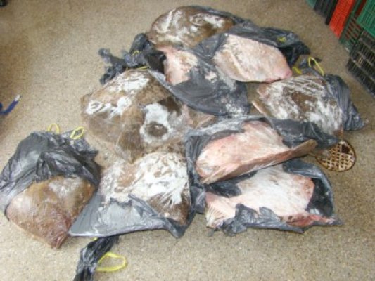 Bucureştean prins cu 100 de kilograme de calcan, în Portul Tulcea